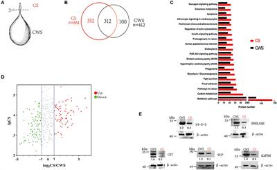 Comparative Proteomic Analysis of Different Parts of Taenia Hydatigena